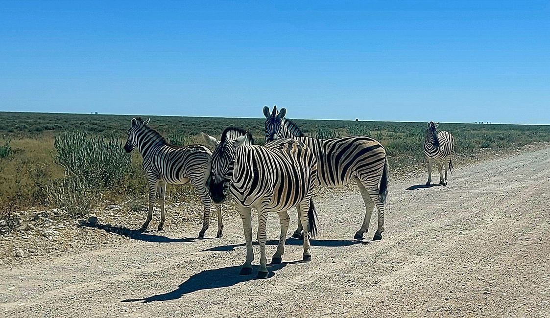 Im Etosha Nationalpark