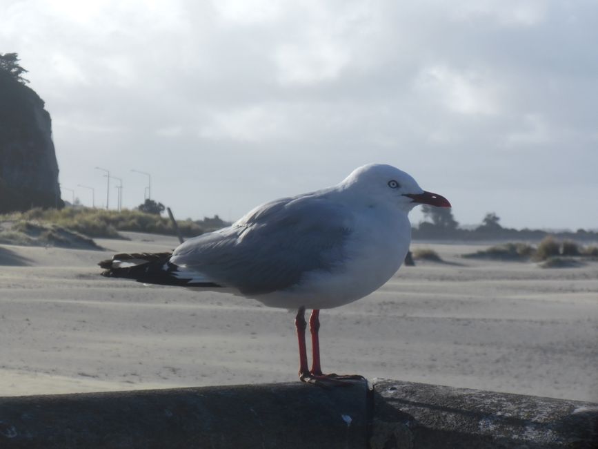 Mouettes curieuses