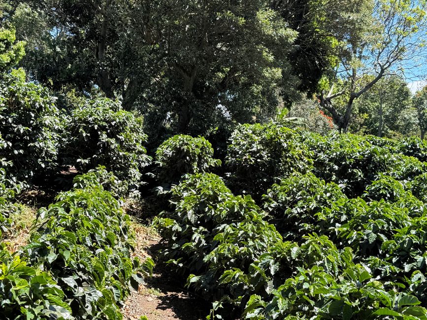 Arabica Kaffeebüsche