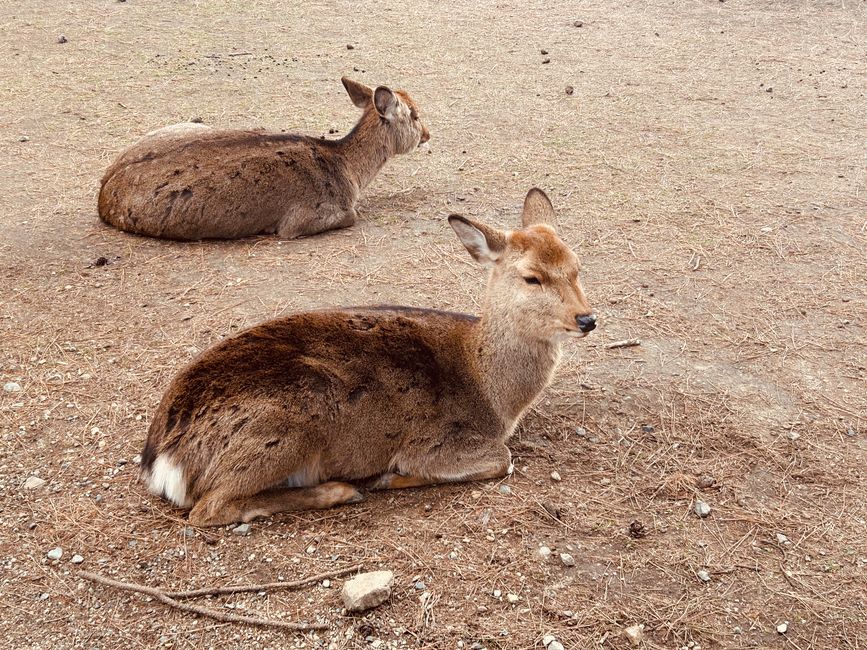 Nara - 10th day