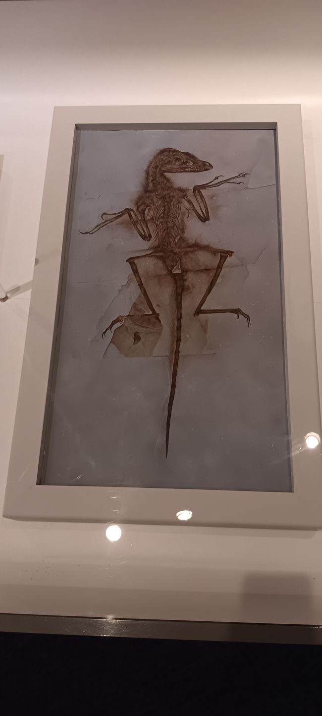 Museum of Natural History I