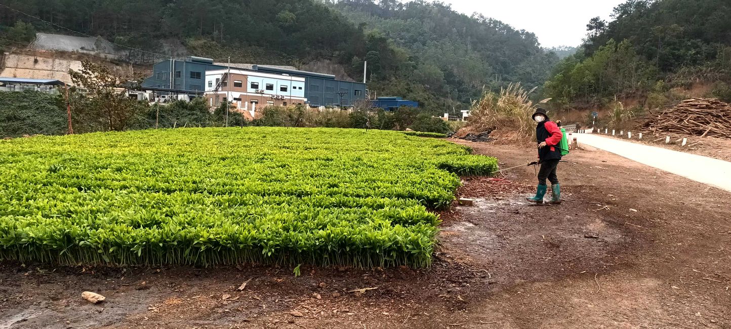 Piantagione per la riforestazione