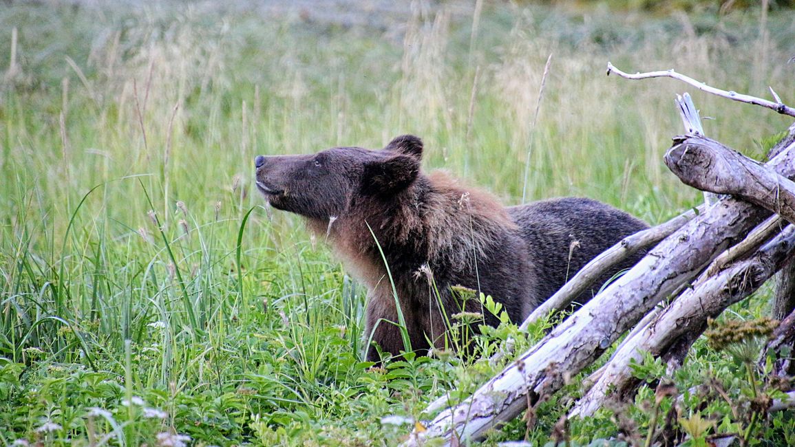 Day 26: Chilkoot River - a big bear show & photoshoot with 'Lulu'