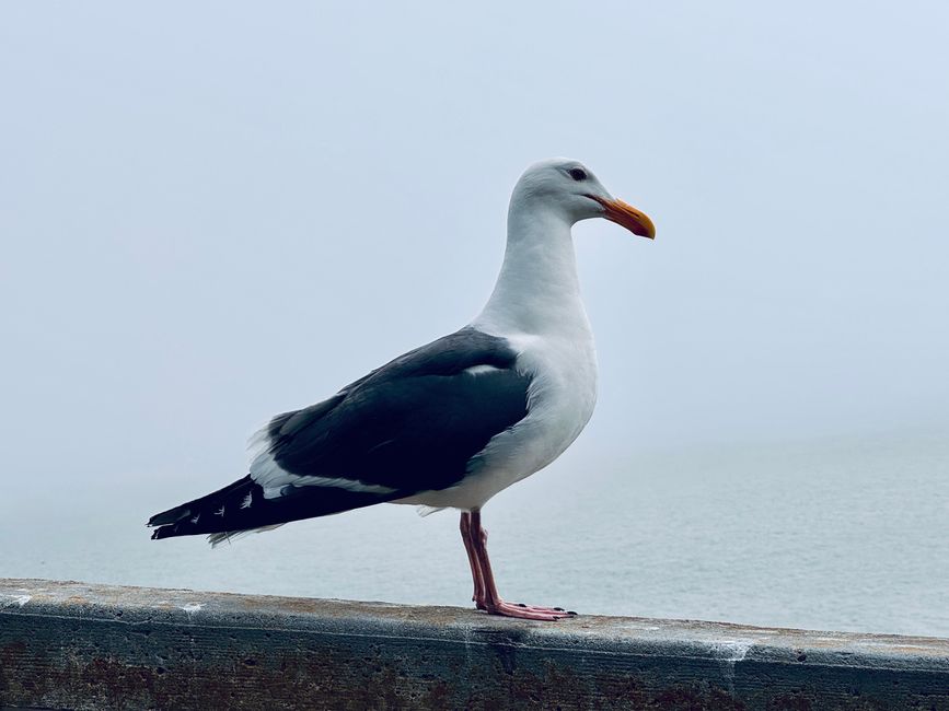 Tiere auf der Rundreise
