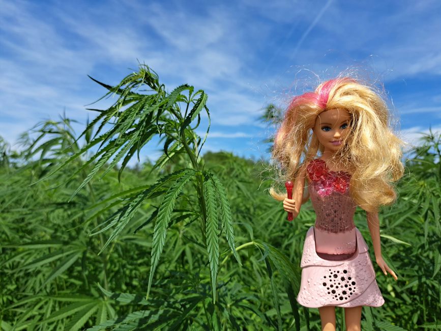 Barbie grüßt aus dem Hanf - natürlich THC-frei!