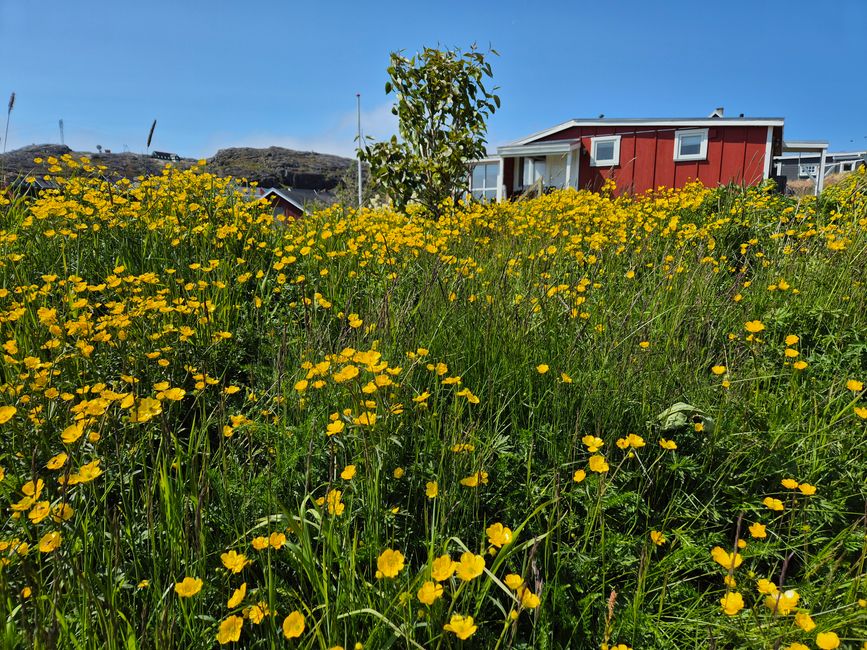 Grönland, Grünland, Blumenland