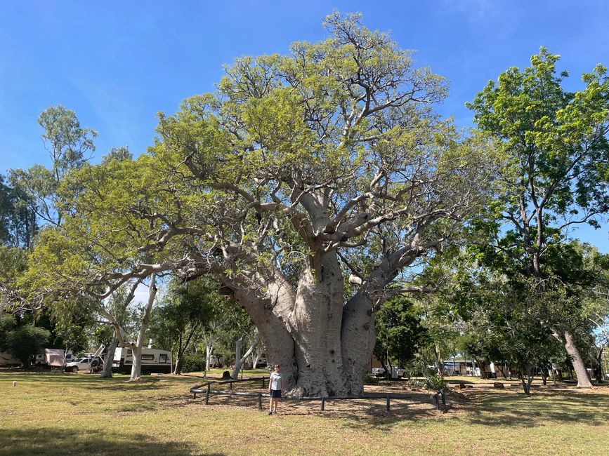 Gigantesque baobab sur notre camping à Wyndham. Il est censé avoir plus de 2000 ans !