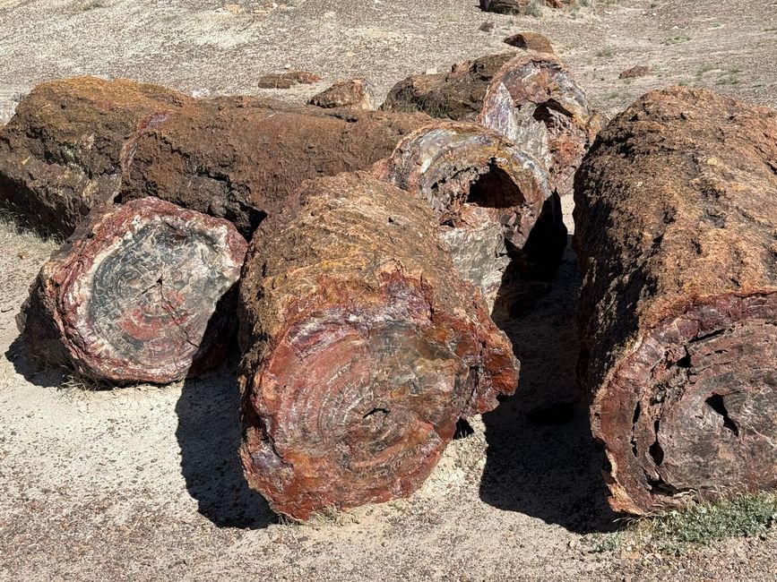 Forêt Fossile