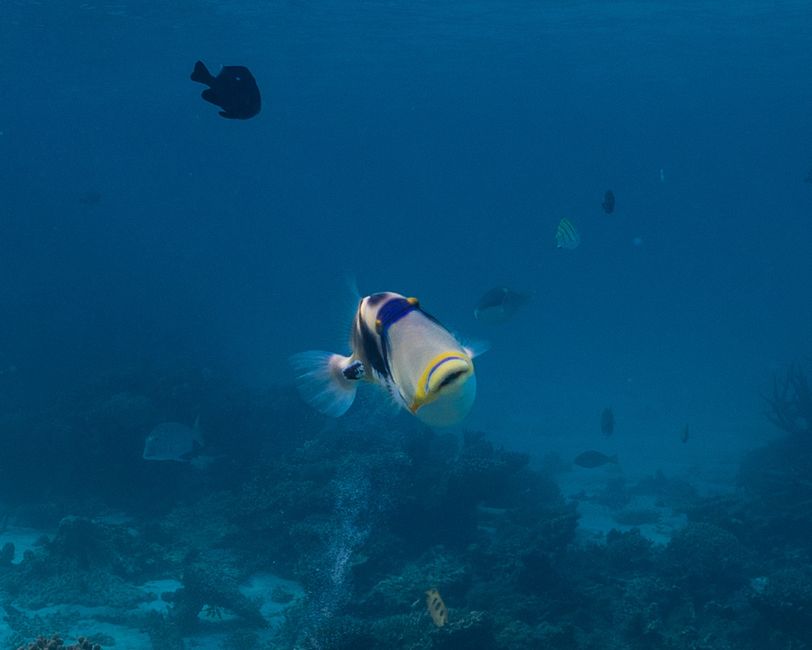 Snorkeling