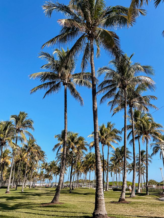 Bienvenue à Miami 1ee1f8