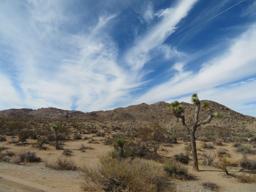 Joshua Tree