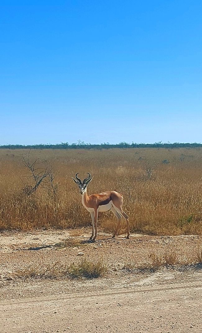 Im Etosha Nationalpark