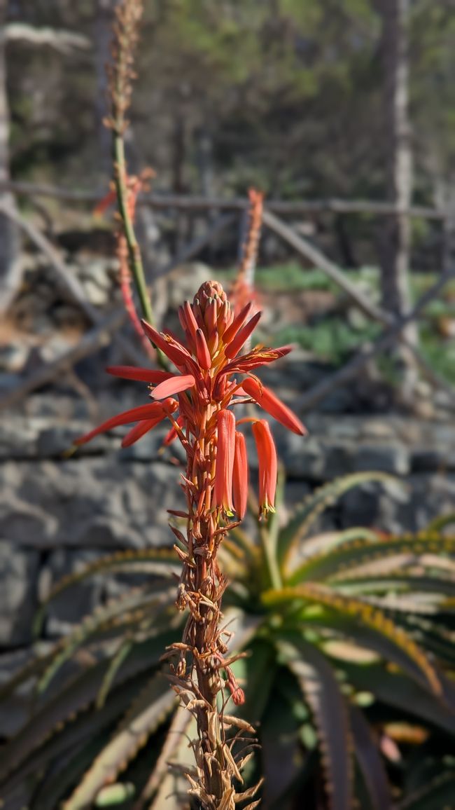 Tag 2: Inseltour auf Porto Santo