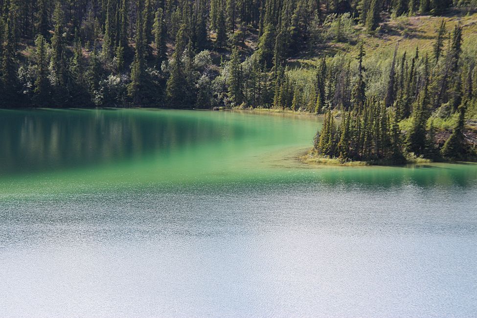 Day 21: Around Whitehorse: Husky Puppies, Emerald Lake & the smallest desert in the world