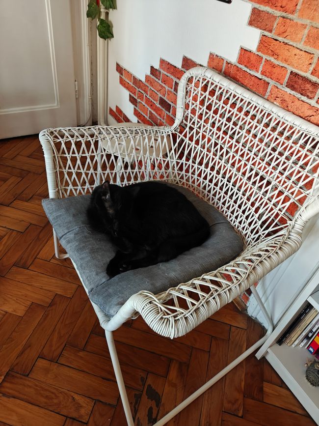 Katze aus dem Hostel