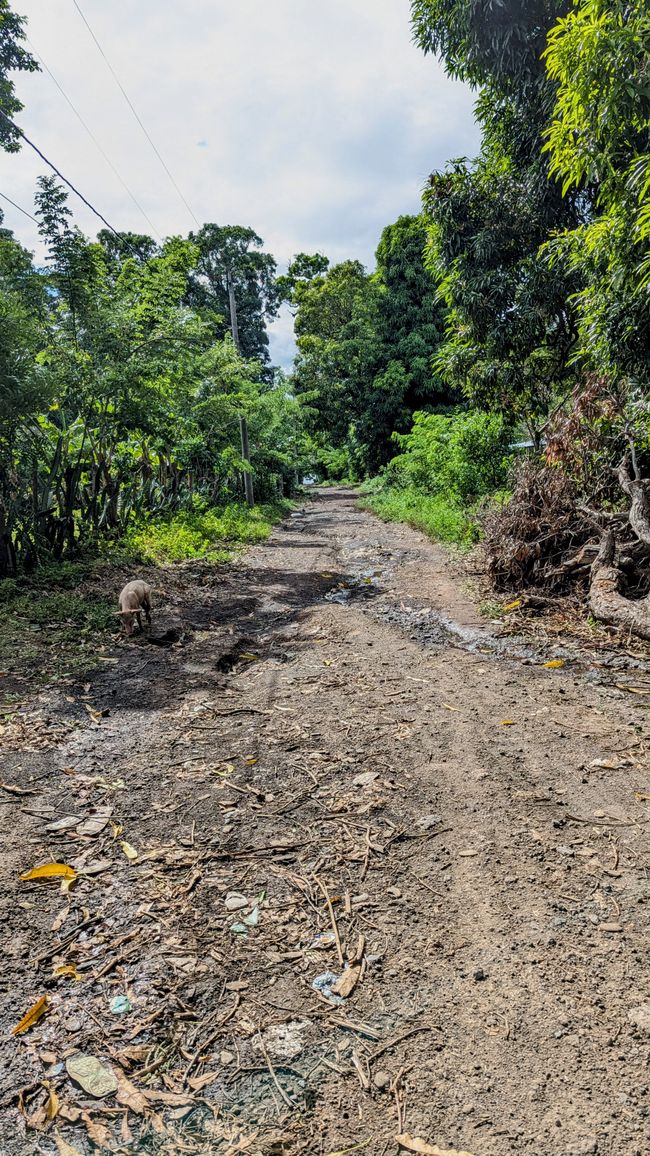 Straße auf Ometepe mit Schwein