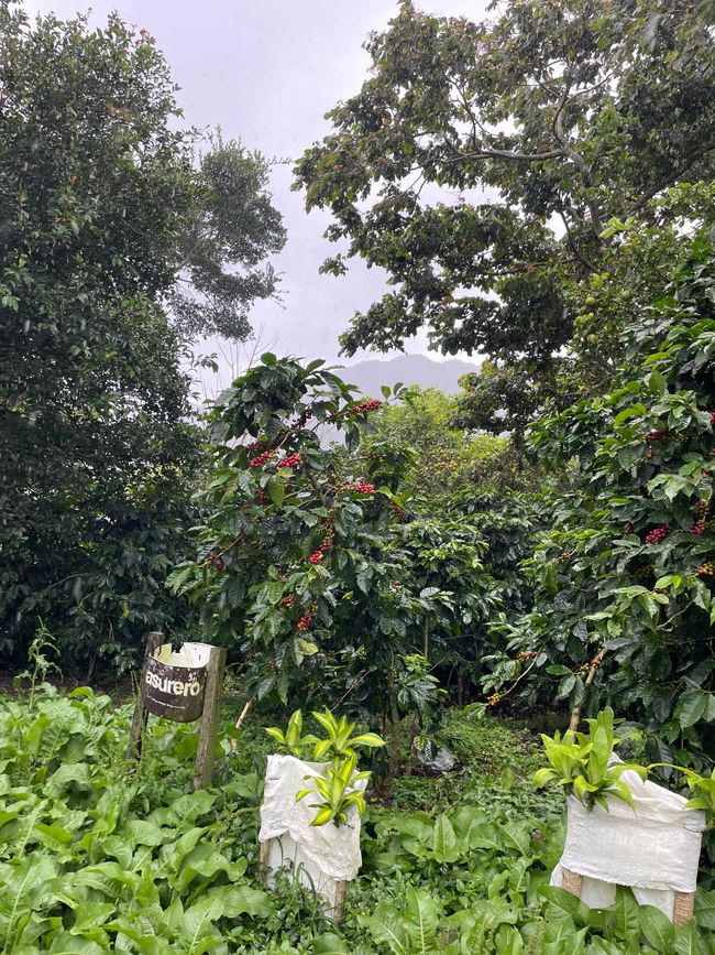 La Selva Negra - eine ökologisch geführte Kaffeefarm