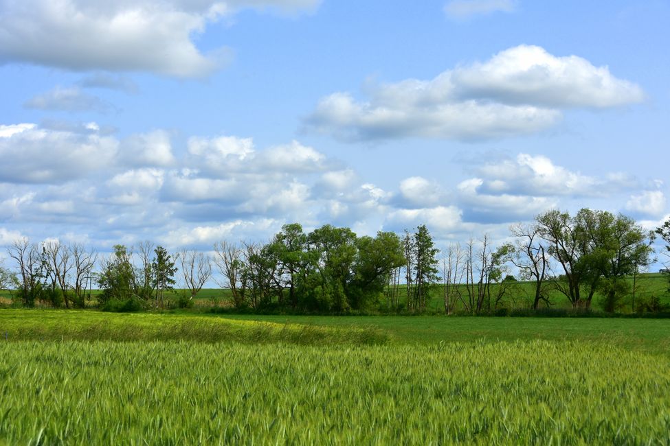 * * * S E C H T A S A F A R I - der Auerochsenweg
bei Bopfingen * * *