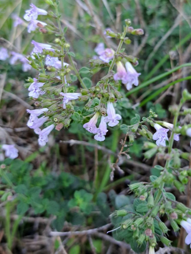 Menta de montaña de flores pequeñas