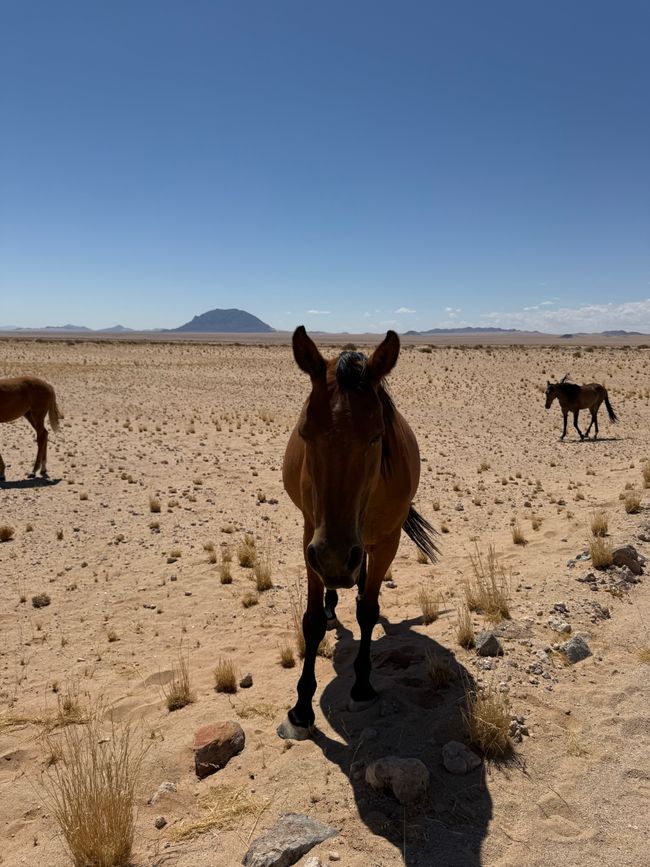 Chevaux sauvages 🐎/ Wild horses 🐎