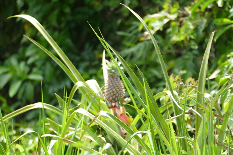 Ananas, juste au bord de la route