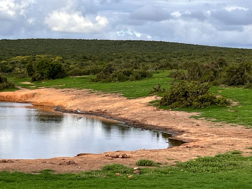 Addo Elephant Park