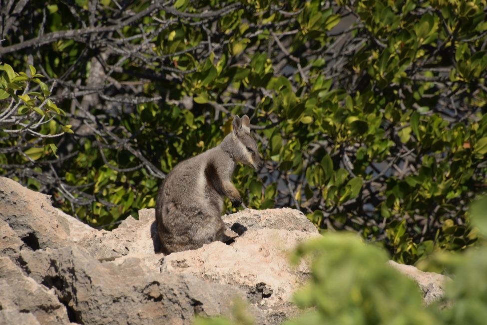 Cape Range NP - Yardie Creek - Black-footed Rock Wallaby / Black footed rock wallaby