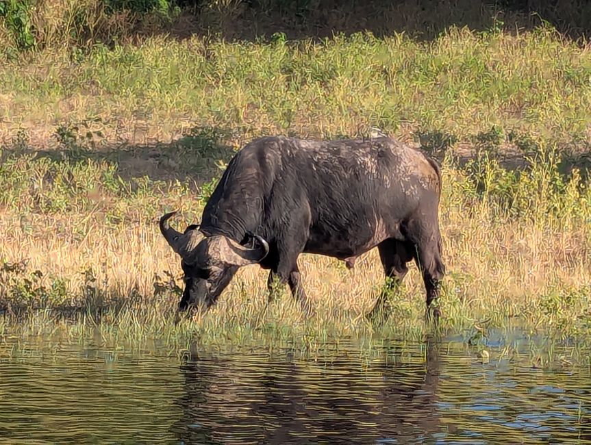 Chobe River und Nationalpark