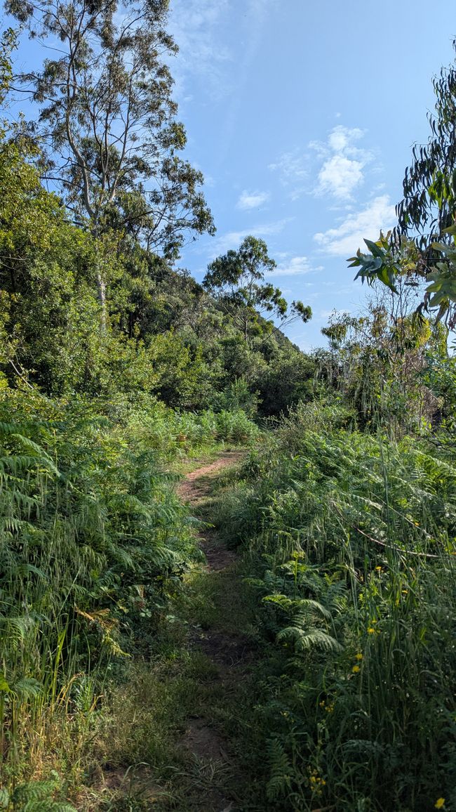 5. Etappe Camino del Norte von Santona nach Güemes