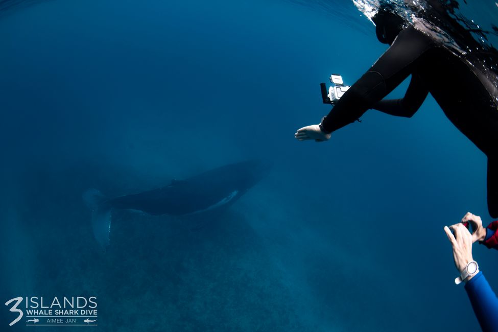 Snorkeling with Humpback Whale / Humpback whale swim