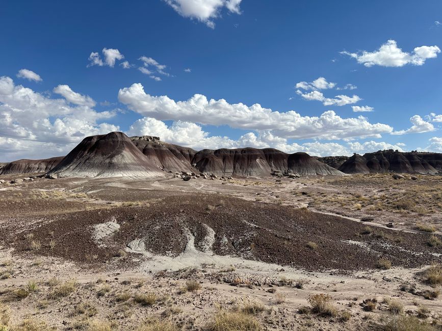 Arizona/ New Mexico/ Petrified Forest/ White Sands