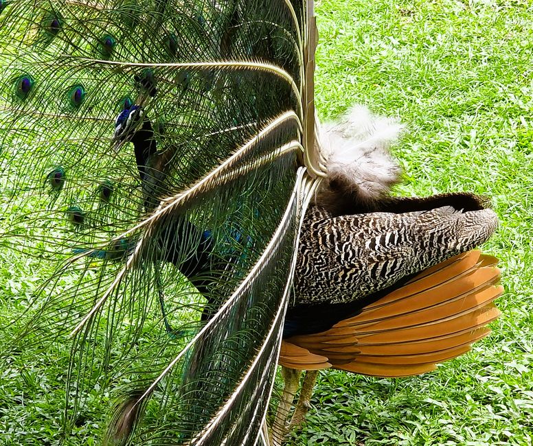 Bird Park