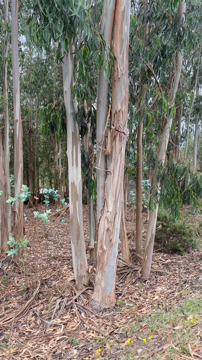 Eucalyptus 