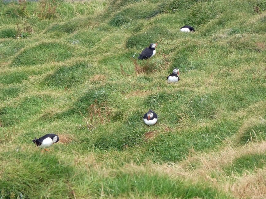 Puffin