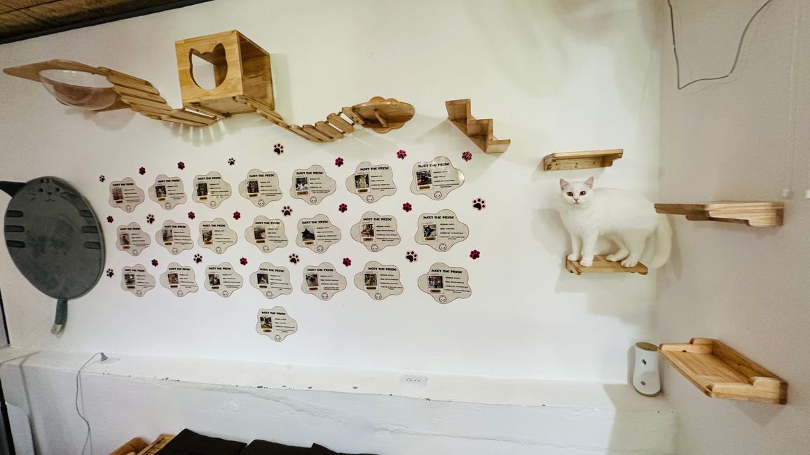 Cafè dei gatti e Mondo Cabybara