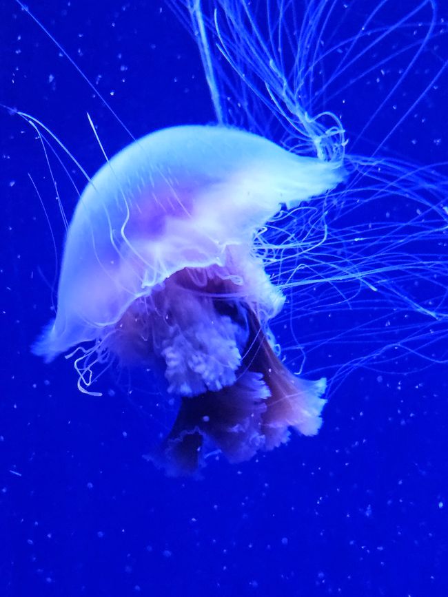 Oceanogràfic Valencia