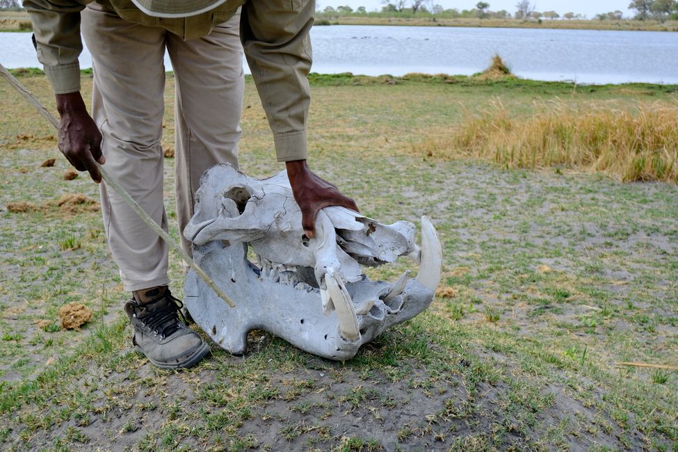 Okavango Delta 🇧🇼