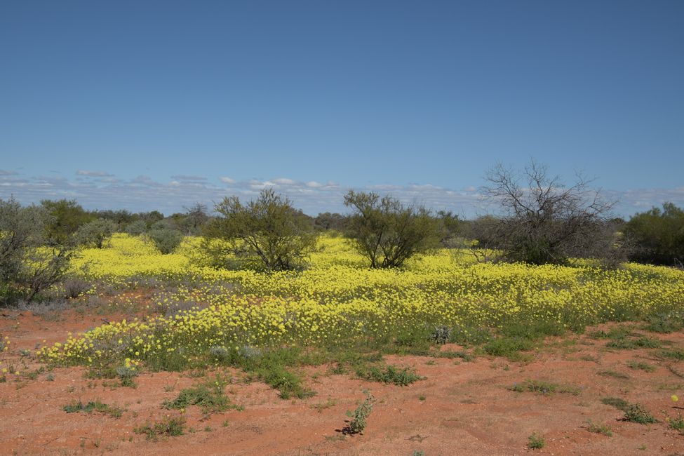 Blumenfelder / Wildflowers