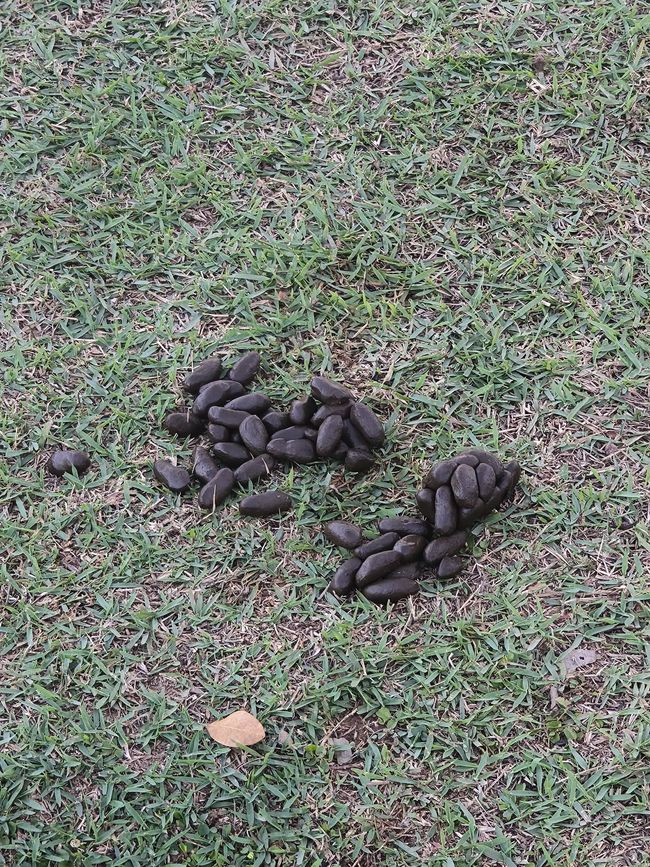 ¿Caca de capibara o M&M?
