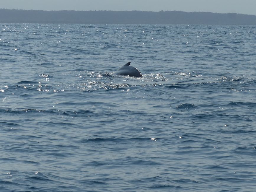 Brasil, Observación de Ballenas