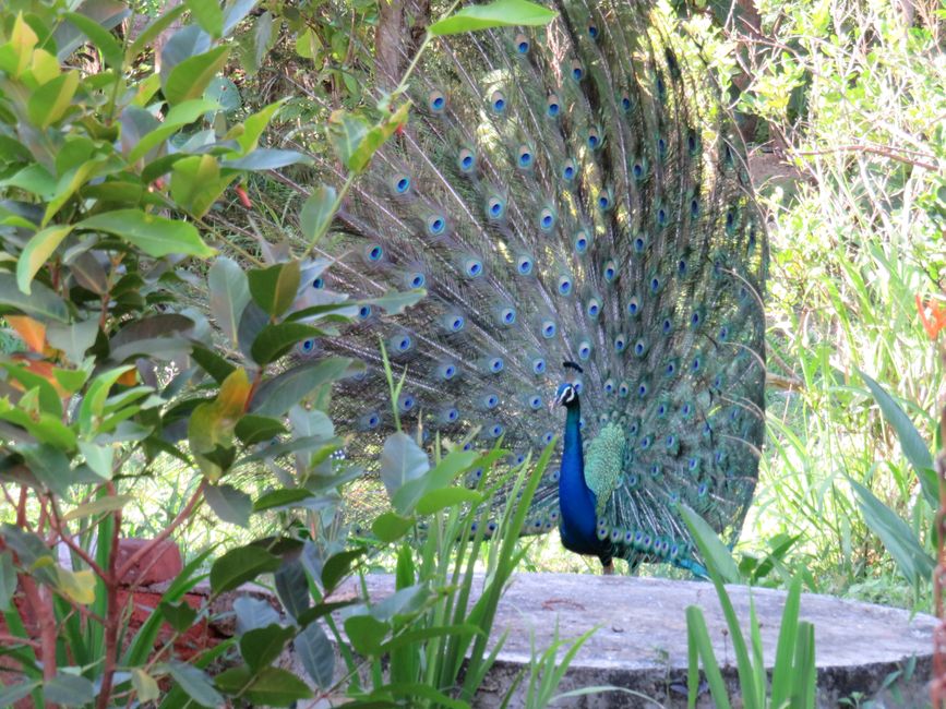 Polonnawaruna
