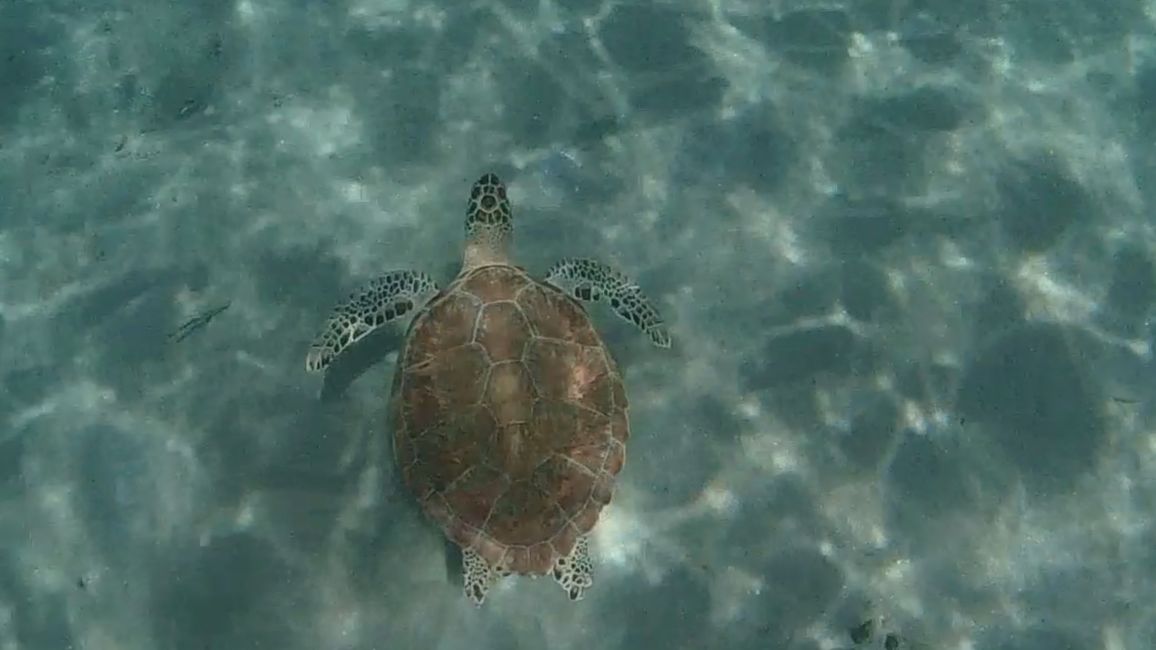 Tag 12 - Touristenchaos bei den Schildkröten und coole Sprünge bei Playa Kalki