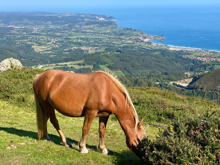 ¡Aquí querrías ser un caballo salvaje!