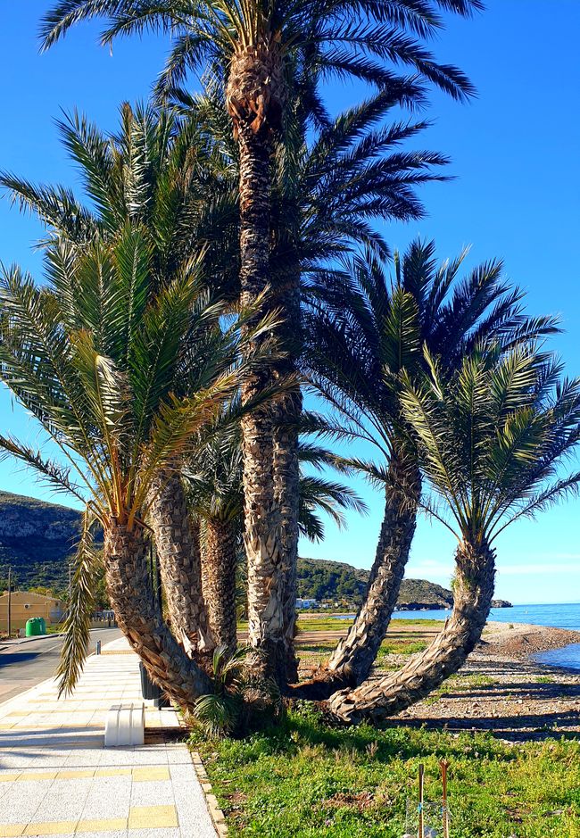 Alicante?...no grazie 609