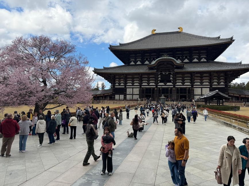 Osaka 'kuidaore' ➡️ mangiare fino a cadere