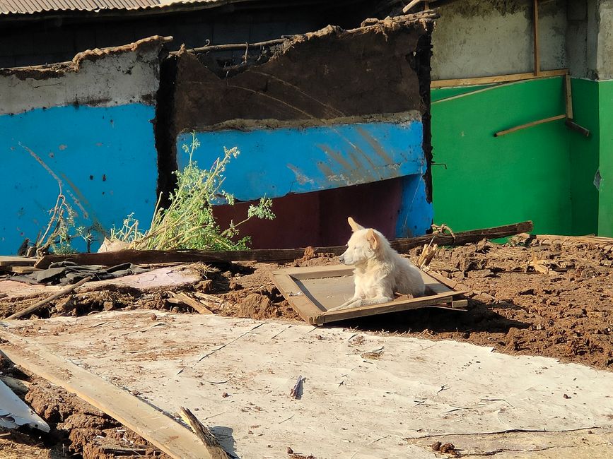 De regreso en Gulele, el perro espera en la casa destruida