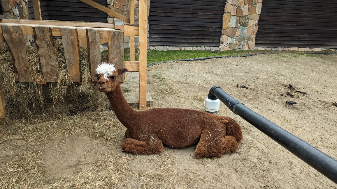 Tiere im Außenbereich