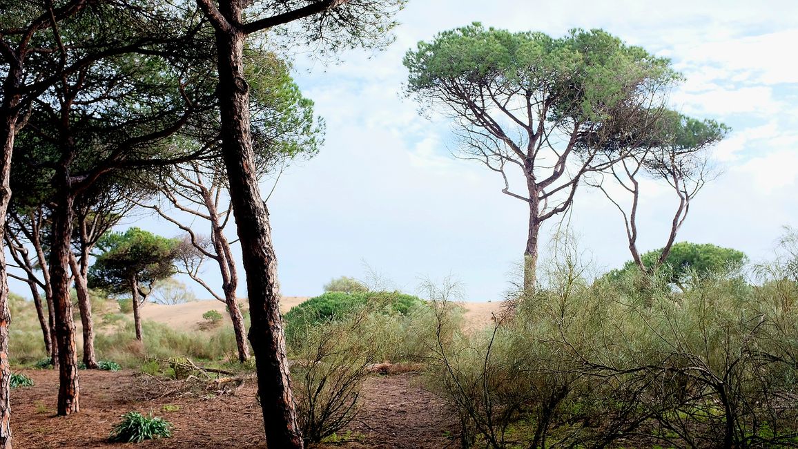 Unser Weg durch den Pinienwald zum Strand (200m)