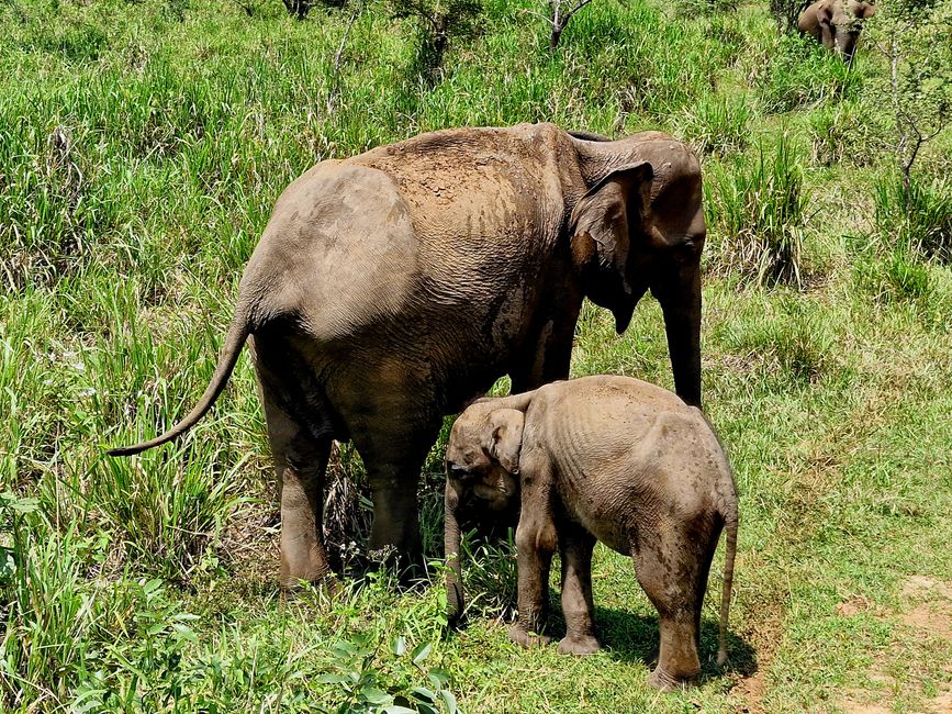 Hurulu Eco Park