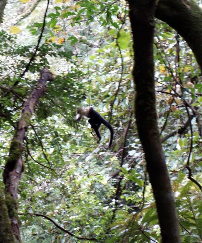 Affen in den Bäumen